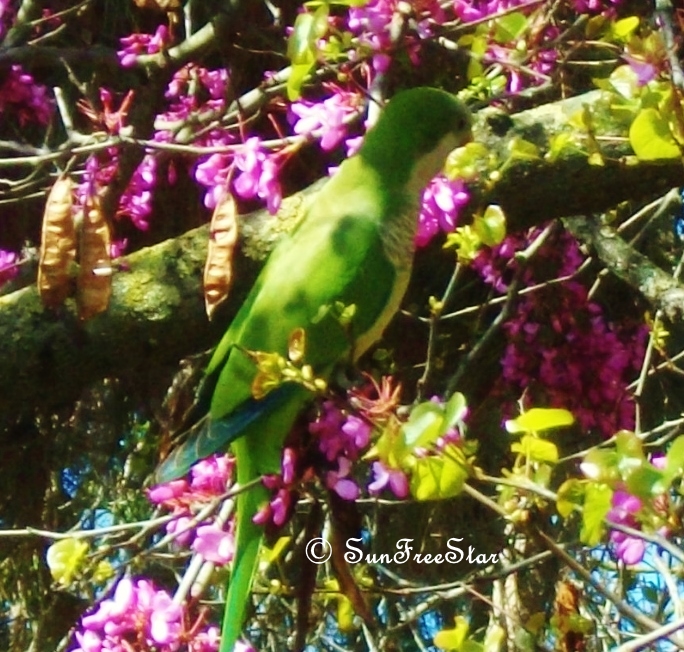 Parrot10