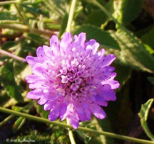 100_2593 (1280x1199)