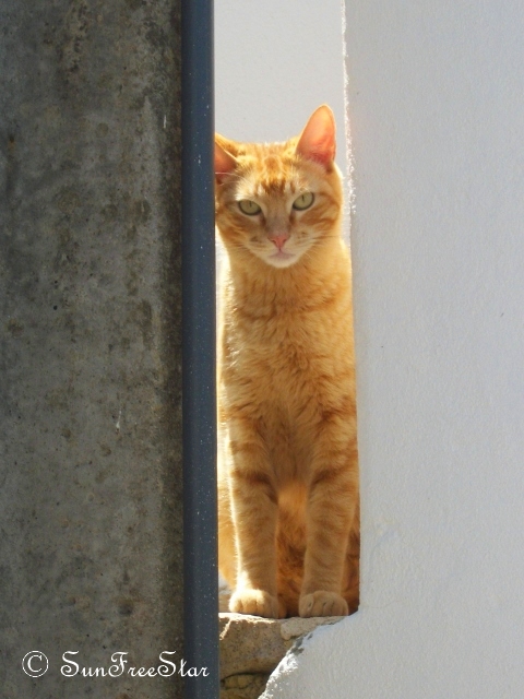 Orange Cat Watching