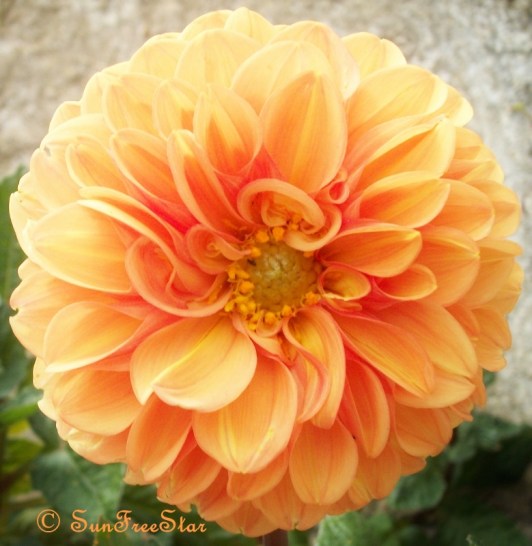 orange dahlia