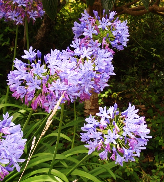 Aghapanthus Star of Bethlehem