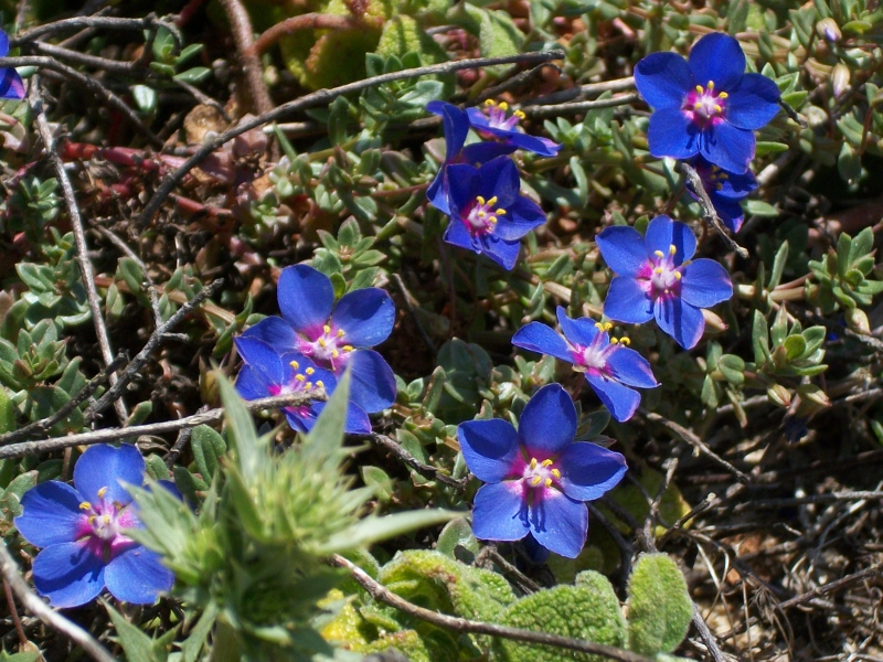 Anagallis Monelli Shrubby Pimpernel