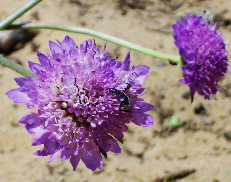 Armeria Maritima