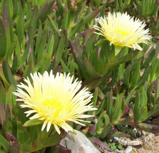 Carpobrotus