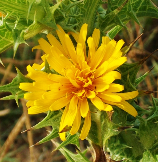 Common Goldenthistle