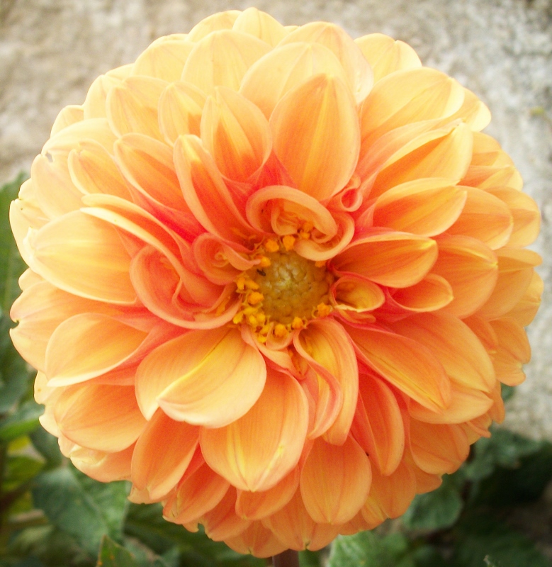Dahlia Orange