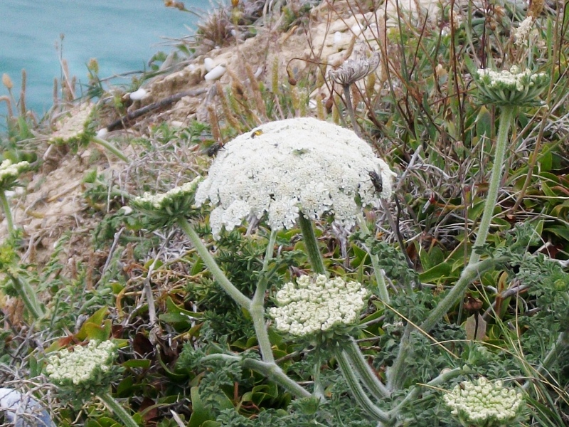 Daucus Carota