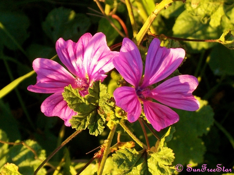 100_3555 (800x600).jpg