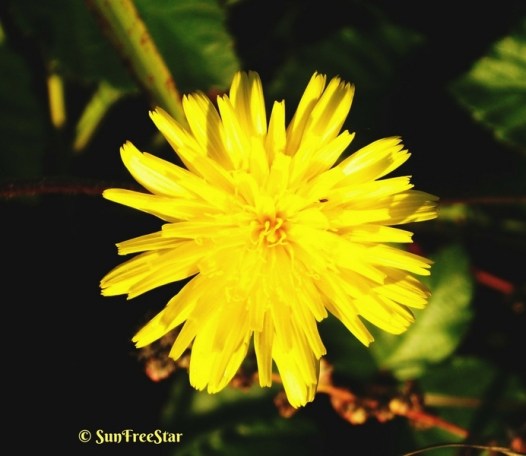 dandelion