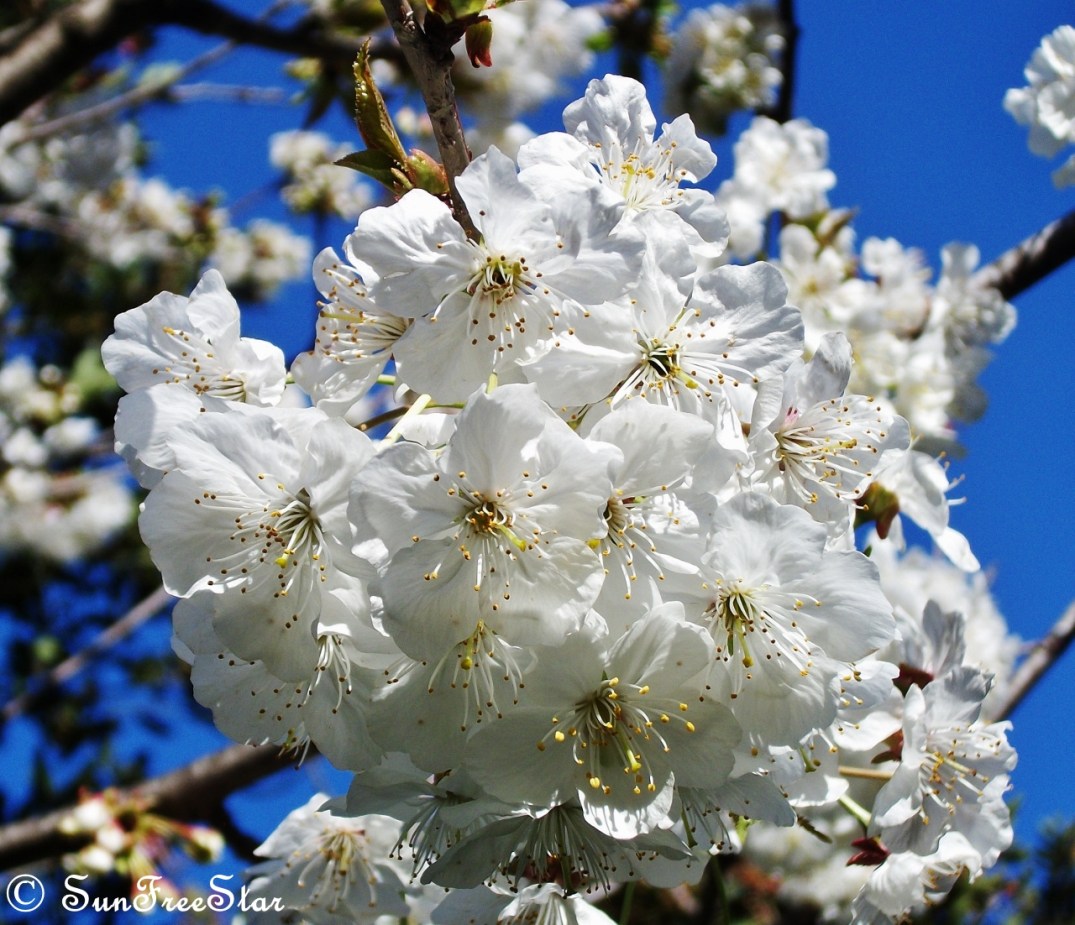 white cherry blossoms