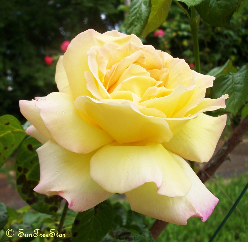 yellow rose