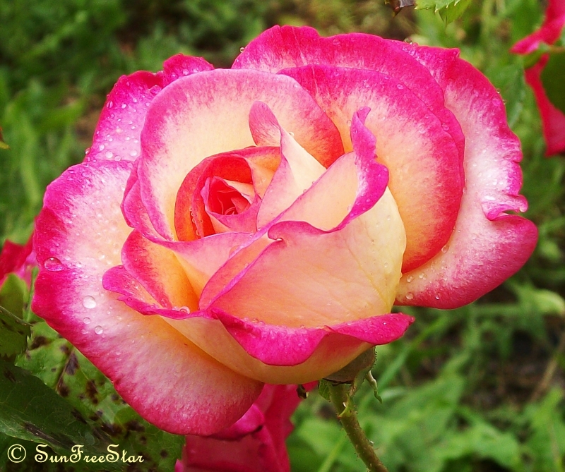 pinkwhite rose