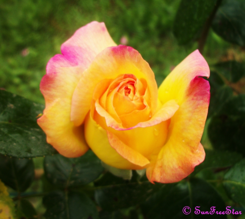 yellow rose