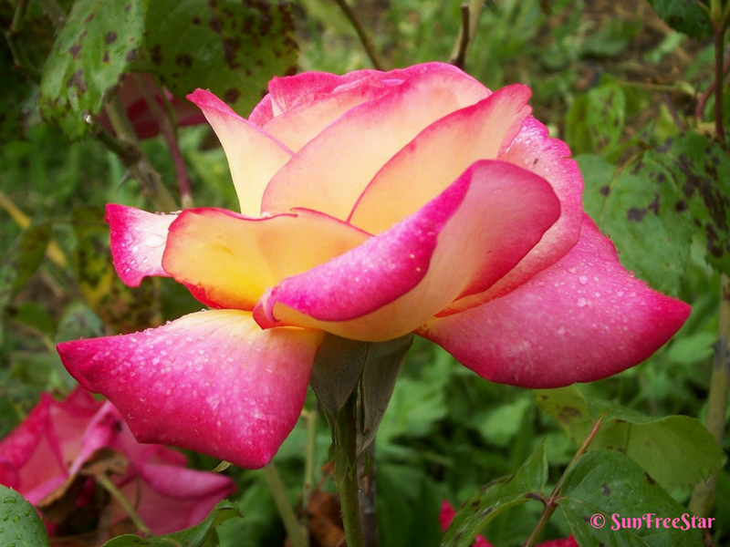 pink yellow rose