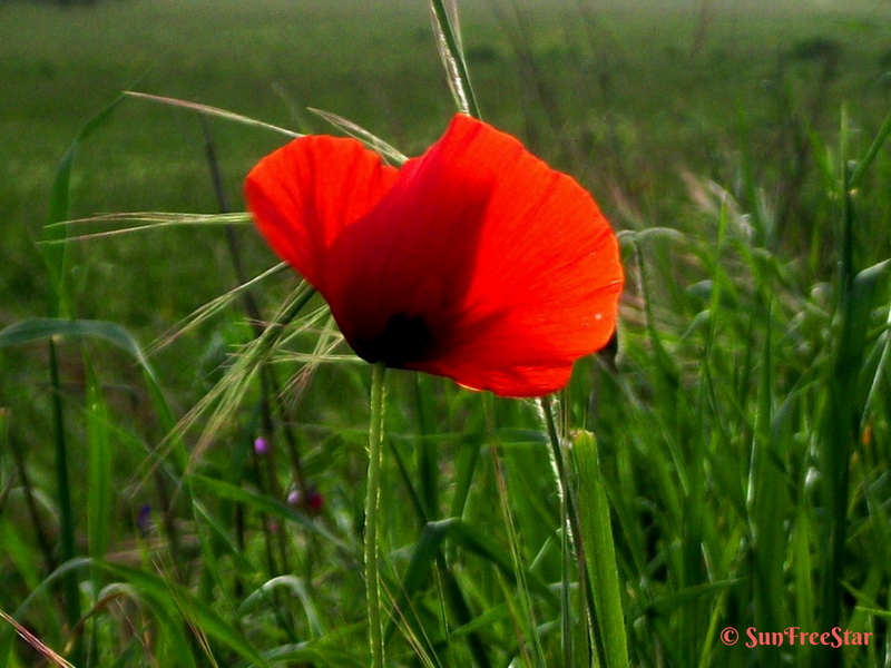 red poppy