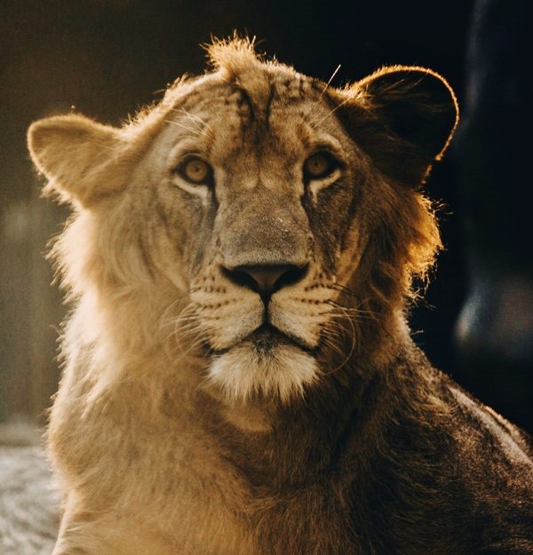 lion