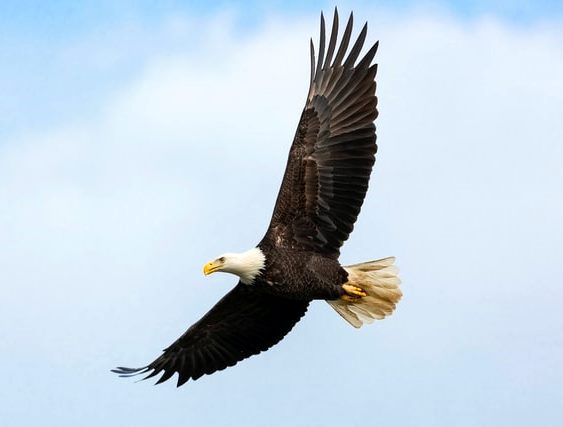 Eagle flying