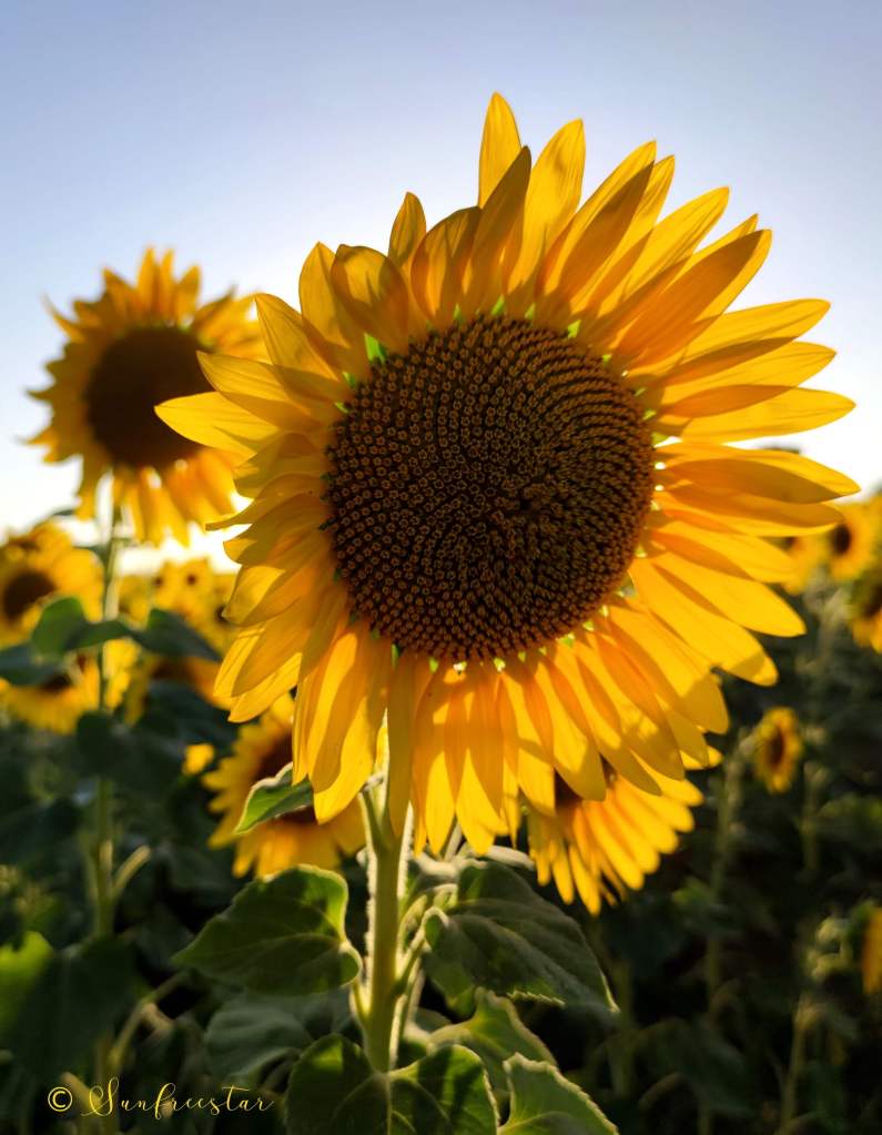 Photo of a Sunflower in a field